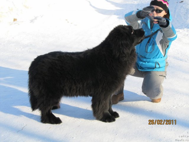 Фото: ньюфаундленд Ih Vyisochestvo Vladlena Madjiks (Их Высочество Владлена Маджикс), Irina Nistratova (Ирина Нистратова)