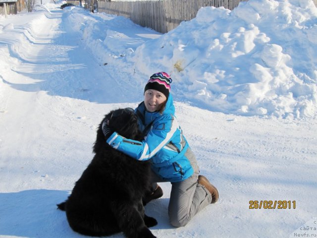 Фото: ньюфаундленд Ih Vyisochestvo Vladlena Madjiks (Их Высочество Владлена Маджикс), Irina Nistratova (Ирина Нистратова)