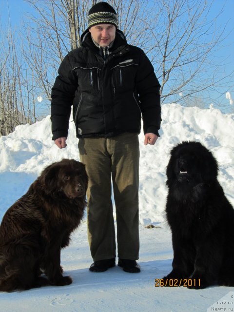Фото: ньюфаундленд Ih Vyisochestvo Vladlena Madjiks (Их Высочество Владлена Маджикс), Aleksey Nistratov (Алексей Нистратов), Дан