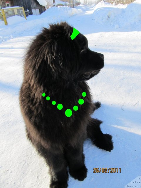 Фото: ньюфаундленд Ih Vyisochestvo Vladlena Madjiks (Их Высочество Владлена Маджикс)