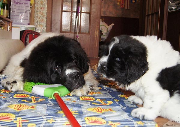 Фото: ньюфаундленд Super Premium Zheneva (Супер Премиум Женева), ньюфаундленд Super Bizon Ekaterinburg (Супер Бизон Екатеринбург)