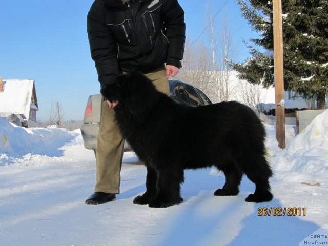 Фото: ньюфаундленд Ih Vyisochestvo Vladlena Madjiks (Их Высочество Владлена Маджикс)