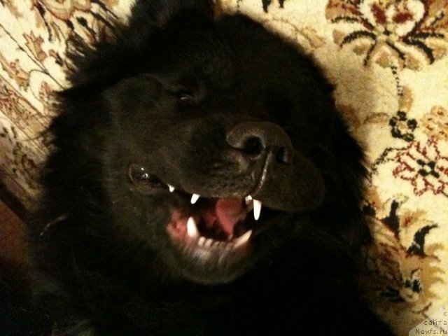 Фото: ньюфаундленд Obereg s Berega Dona (Оберег с Берега Дона)