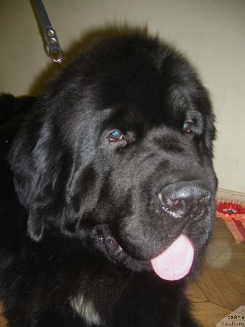 Фото: ньюфаундленд Super Bizon Armani (Супер Бизон Армани)