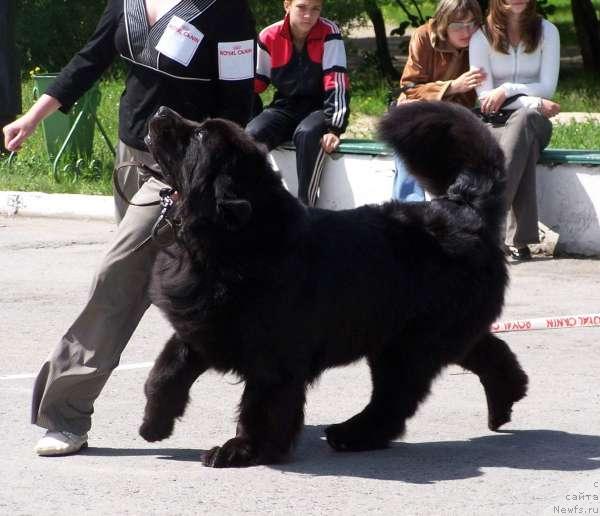 Фото: ньюфаундленд Akvanavt iz Tihogo Omuta (Акванавт из Тихого Омута)