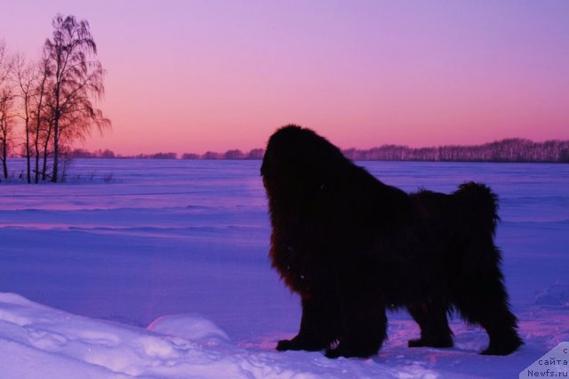 Фото: ньюфаундленд Ermak iz Carstva Medvedey (Ермак из Царства Медведей)