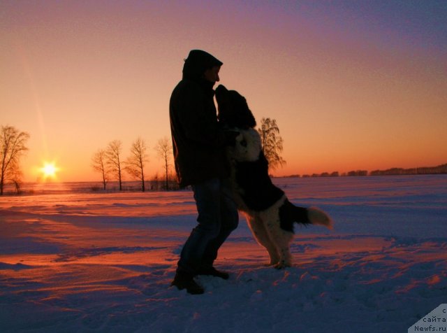 Фото: ньюфаундленд Fiamettahauz Martini Bianka (Фиаметтахауз Мартини Бьянка)