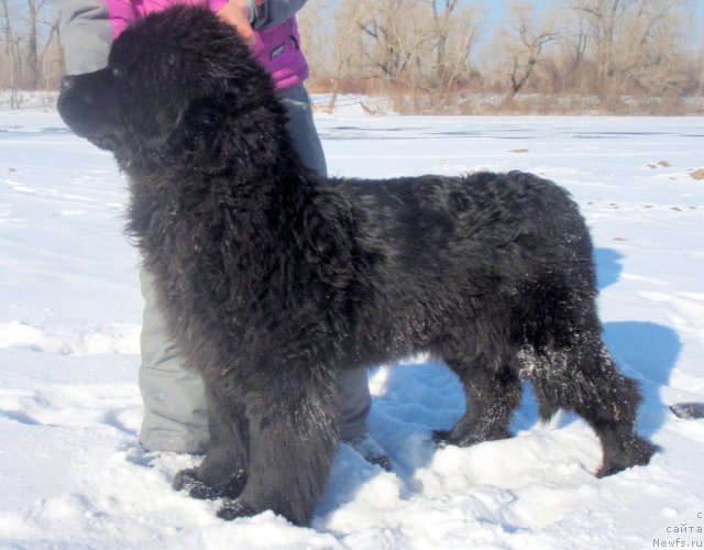 Фото: ньюфаундленд Nyeyche  Vivid iz Medvej'ego YAra (Нэйче  Вивид из Медвежьего Яра)