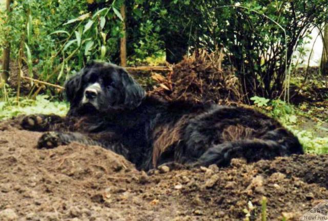 Фото: ньюфаундленд YEl'lor Lorens (Эльлор Лоренс)