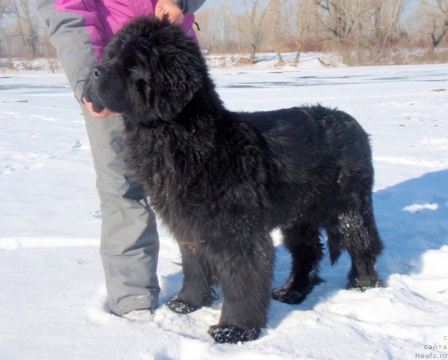 Фотография № 60420