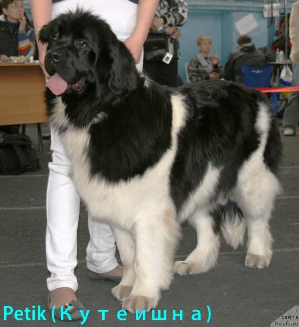 Фото: ньюфаундленд Super Premium Zhritsa Zvezd (Супер Премиум Жрица Звезд)