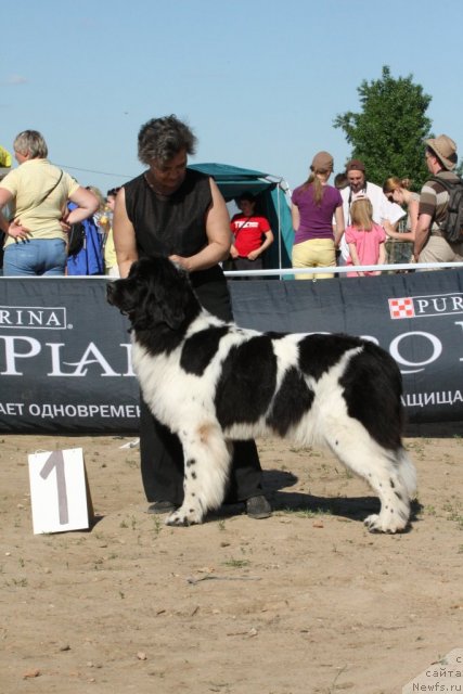 Фото: ньюфаундленд Daanich Schetsinskaya Dushechka (Даанич Щецинская Душечка)
