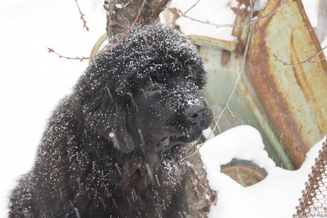 Фото: ньюфаундленд Aquatoriya Kelvin Out of The Blue (Акватория Келвин Оут оф зе Блю)