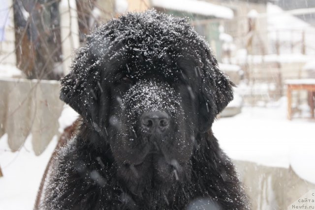 Фото: ньюфаундленд Aquatoriya Kelvin Inspirit Life (Акватория Келвин Инспирит Лайф)