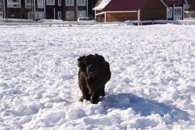 Фото: ньюфаундленд Restayling From SHipmyen (Рестайлинг Фром Шипмэн)