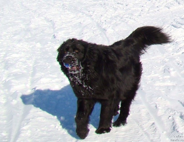 Фото: ньюфаундленд Koldovskaya Lyubov' (Колдовская Любовь)