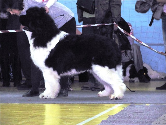 Фото: ньюфаундленд Chatkantarra Taro