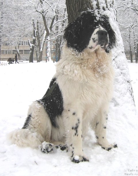 Фото: ньюфаундленд La Belle Michaela (Ла Бель Мишель)