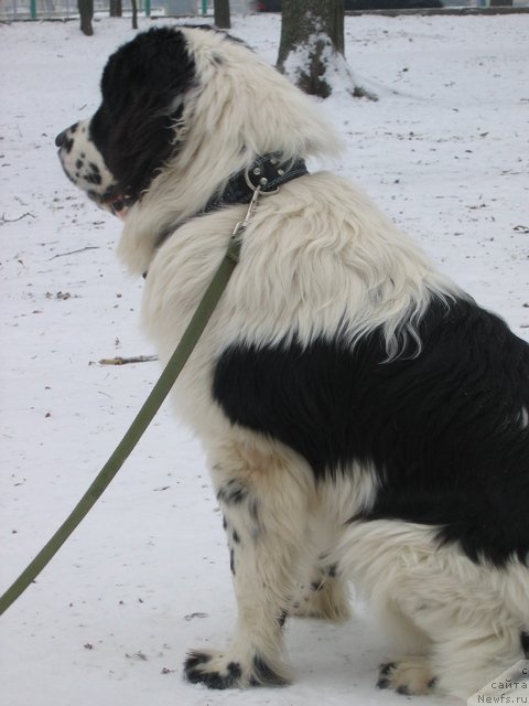 Фото: ньюфаундленд La Belle Michaela (Ла Бель Мишель)