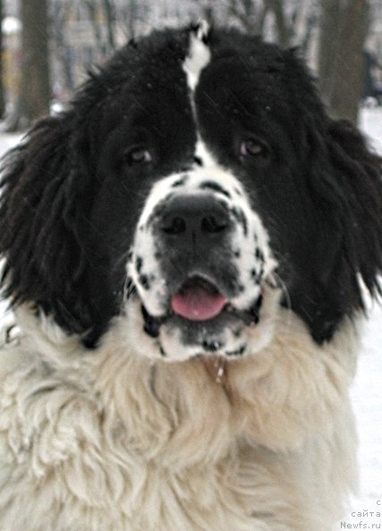 Фото: ньюфаундленд La Belle Michaela (Ла Бель Мишель)