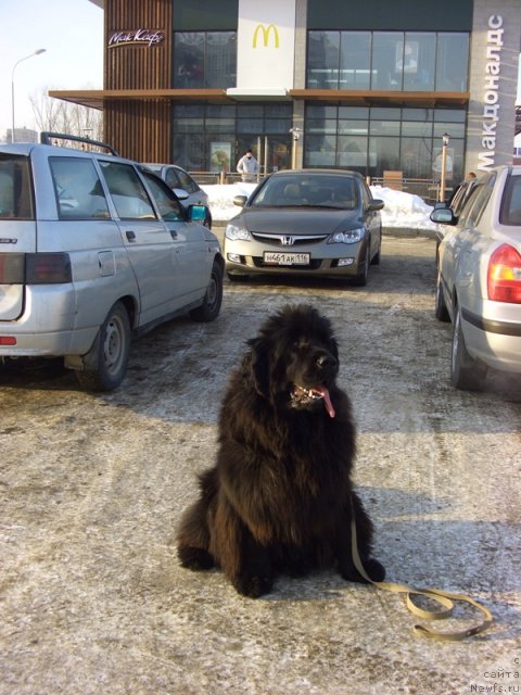 Фото: ньюфаундленд Baryishnya (Барышня)