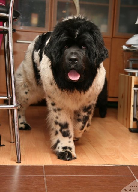 Фото: ньюфаундленд Akvian Song Zero Graviti (Аквиан Сонг Зеро Гравити)