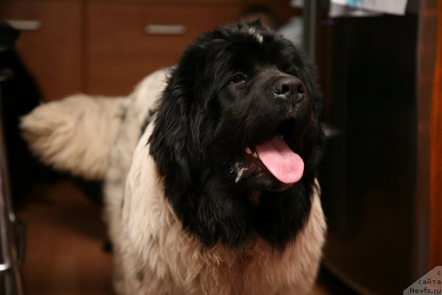 Фото: ньюфаундленд Akvian Song Zero Graviti (Аквиан Сонг Зеро Гравити)