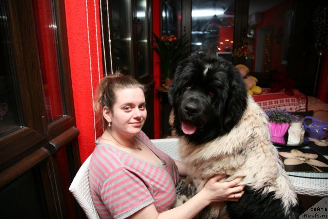 Фото: ньюфаундленд Akvian Song Zero Graviti (Аквиан Сонг Зеро Гравити), Elena Rozenfel'd (Елена Розенфельд)