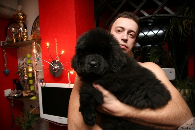 Фото: ньюфаундленд Sent Djons Handsel for Me (Сент Джонс Хендсел фо Ми), Aleksandr Rozenfel'd (Александр Розенфельд)