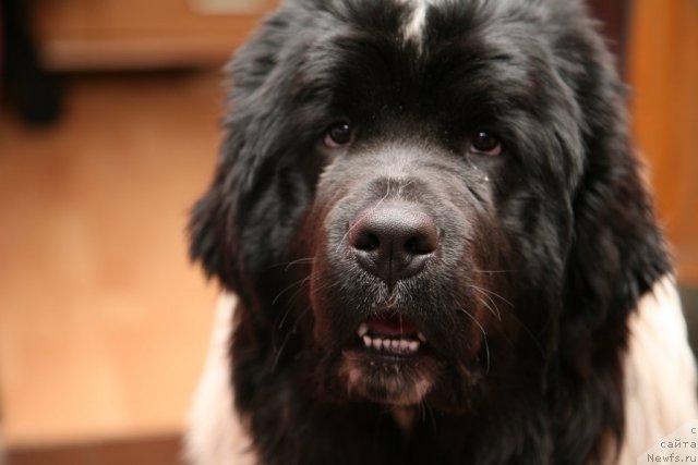 Фото: ньюфаундленд Akvian Song Zero Graviti (Аквиан Сонг Зеро Гравити)