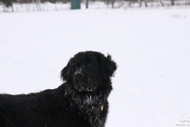 Фото: ньюфаундленд Bonni Flayt (Бонни Флайт)