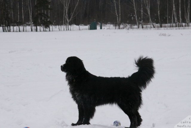 Фото: ньюфаундленд Bonni Flayt (Бонни Флайт)