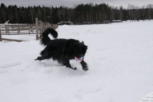 Фото: ньюфаундленд Bonni Flayt (Бонни Флайт)