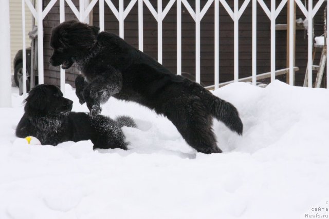 Фото: ньюфаундленд Bonni Flayt (Бонни Флайт), ньюфаундленд Restayling From SHipmyen (Рестайлинг Фром Шипмэн)