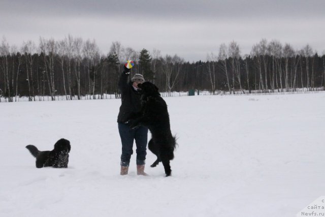 Фото: ньюфаундленд Bonni Flayt (Бонни Флайт), ньюфаундленд Restayling From SHipmyen (Рестайлинг Фром Шипмэн), Elena SHigal' (Елена Шигаль)