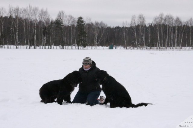 Фото: ньюфаундленд Bonni Flayt (Бонни Флайт), ньюфаундленд Restayling From SHipmyen (Рестайлинг Фром Шипмэн), Elena SHigal' (Елена Шигаль)