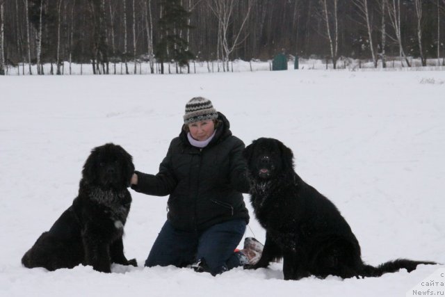 Фото: ньюфаундленд Bonni Flayt (Бонни Флайт), ньюфаундленд Restayling From SHipmyen (Рестайлинг Фром Шипмэн), Elena SHigal' (Елена Шигаль)