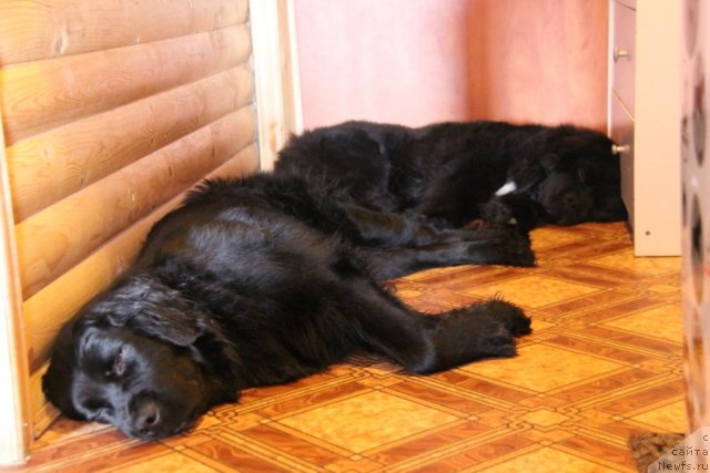 Фото: ньюфаундленд Bonni Flayt (Бонни Флайт), ньюфаундленд Restayling From SHipmyen (Рестайлинг Фром Шипмэн)