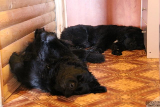 Фото: ньюфаундленд Bonni Flayt (Бонни Флайт), ньюфаундленд Restayling From SHipmyen (Рестайлинг Фром Шипмэн)