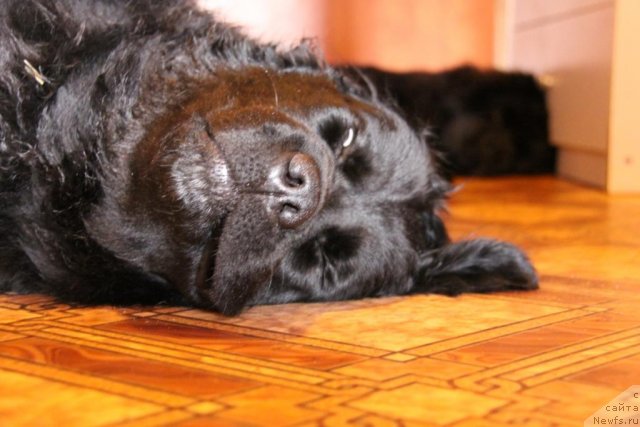 Фото: ньюфаундленд Bonni Flayt (Бонни Флайт), ньюфаундленд Restayling From SHipmyen (Рестайлинг Фром Шипмэн)