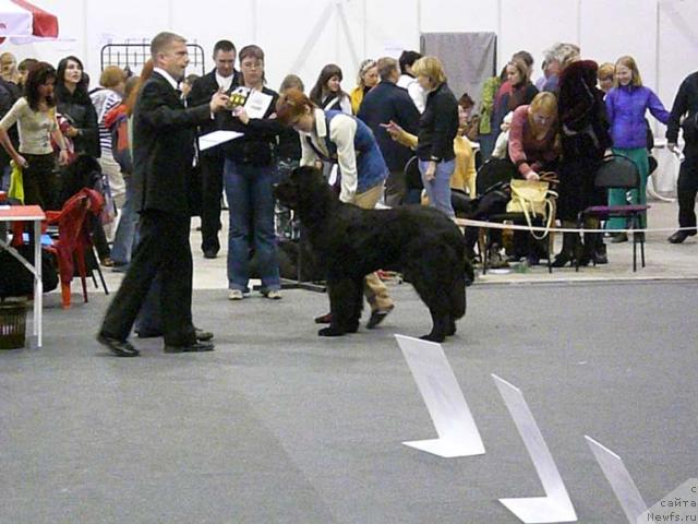 Фото: ньюфаундленд Sent Djons Kruiz (Сент Джонс Круиз)