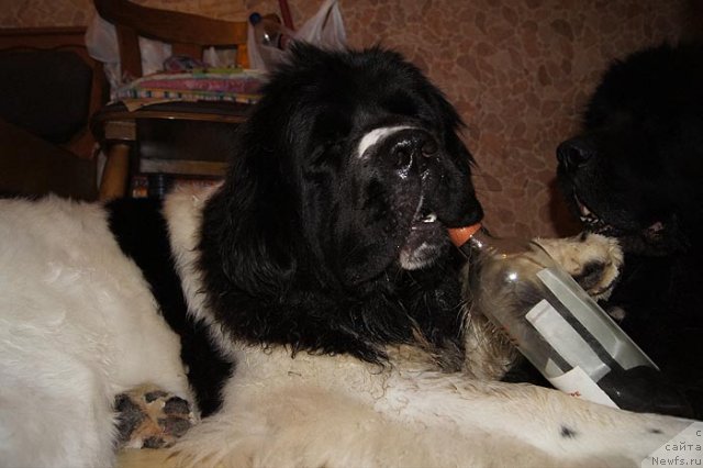 Фотография № 60519