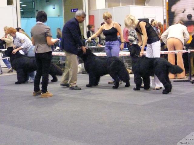 Фото: ньюфаундленд Akvanavt iz Tihogo Omuta (Акванавт из Тихого Омута), ньюфаундленд Aquatoriya Kelvin Geroinya Romana (Акватория Келвин Героиня Романа), ньюфаундленд King of Helluland Viking