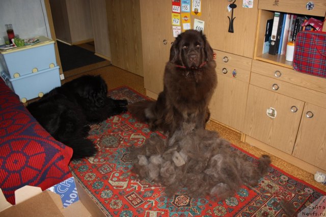 Фото: ньюфаундленд Chernyi Sharm Angel'skaya Krasota (Черный Шарм Ангельская Красота), ньюфаундленд CHansi iz Zolotogo Treugol'nika (Чанси из Золотого Треугольника)