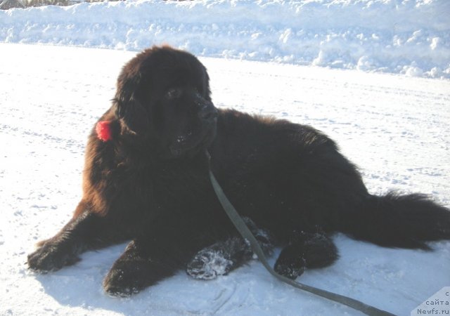 Фотография № 60547