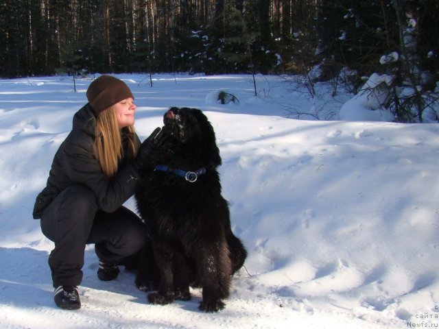 Фото: ньюфаундленд Super Bizon Deka (Супер Бизон Дека)