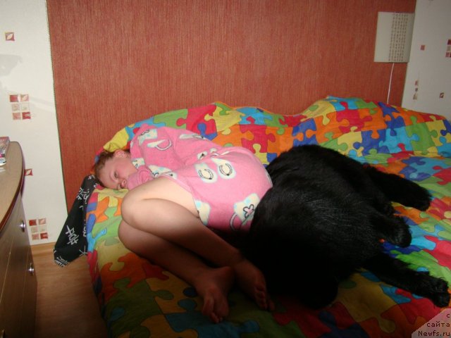 Фото: ньюфаундленд Super Bizon Deka (Супер Бизон Дека), Alyona SCHelkonogova (Алёна Щелконогова)