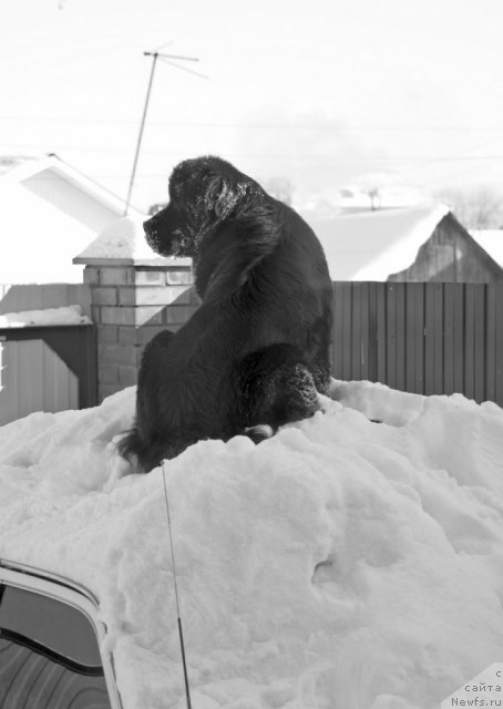 Фото: ньюфаундленд Izumrudnaya Laguna Argona (Изумрудная Лагуна Аргона)