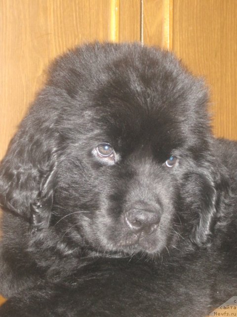 Фото: ньюфаундленд Uyutnaya Dolina Black Diamond Velinda (Уютная Долина Блэк Даймонд Велинда)