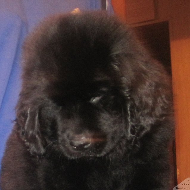 Фото: ньюфаундленд Uyutnaya Dolina Black Diamond Velinda (Уютная Долина Блэк Даймонд Велинда)